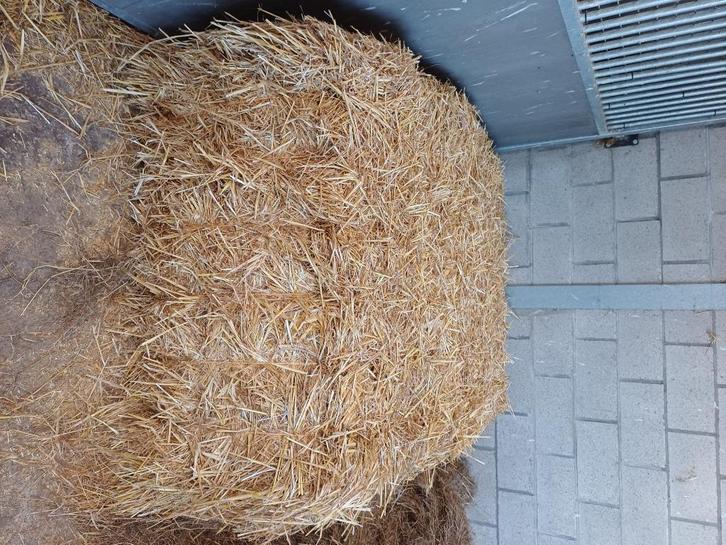 Stro, Dieren en Toebehoren, Dierenvoeding, Vee, Ophalen