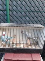 halsbandparkieten 2024, Dieren en Toebehoren, Vogels | Parkieten en Papegaaien, Parkiet, Geringd