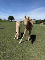2 merrie veulens (Haflinger), Dieren en Toebehoren, Merrie, 0 tot 2 jaar, Onbeleerd, Recreatiepony