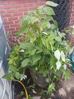 Rode frambozenplanten >50cm, Tuin en Terras, Planten | Tuinplanten, Ophalen