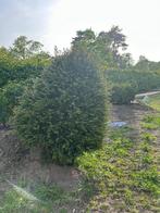 Taxus baccata bijenkorf hoogte 1m60 , breedte 1m20, Jardin & Terrasse, Plantes | Arbustes & Haies, 100 à 250 cm, Taxus, Enlèvement