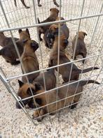 Mechelse herder pups met stamboom, CDV (hondenziekte), Particulier, Meerdere, 8 tot 15 weken