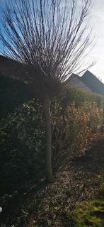 Boom te koop, Enlèvement, Autres espèces, 250 à 400 cm