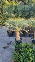 Yucca rostrata palm, Ophalen