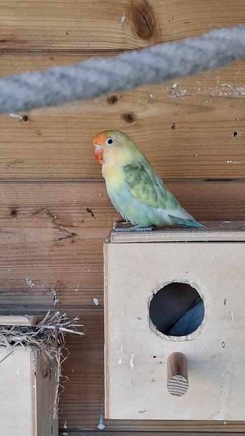 Turquoise pastel fisheri, Dieren en Toebehoren, Vogels | Parkieten en Papegaaien, Dwergpapegaai of Agapornis, Vrouwelijk, Geringd
