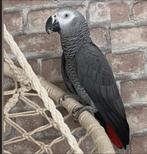 Grijze papegaai uit Gabon (mannelijk),