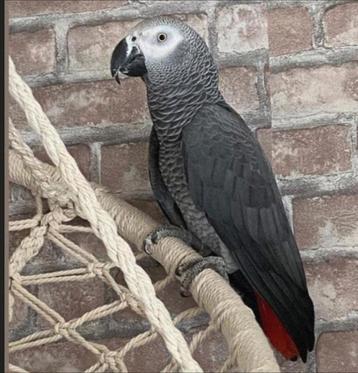 Grijze papegaai uit Gabon (mannelijk),  beschikbaar voor biedingen
