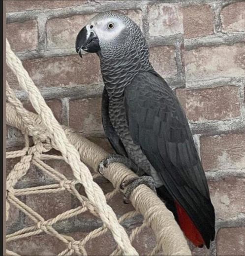Grijze papegaai uit Gabon (mannelijk),, Vakantie, Vakantie | Zon en Strand
