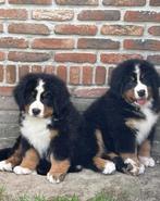 Berner sennen met stamboom, Dieren en Toebehoren, Honden | Bulldogs, Pinschers en Molossers, België, Fokker | Hobbymatig, CDV (hondenziekte)