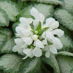 lamium mac. white nancy in pot, Tuin en Terras, Planten | Tuinplanten, Ophalen, Vaste plant