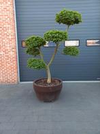 Ulmus minor 'Jacqueline Hillier', Tuin en Terras, Overige soorten, 100 tot 250 cm, Ophalen, Volle zon
