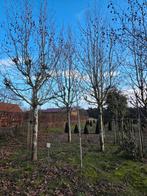 6x platanus x hispanica knotboom/gewone plataan, Tuin en Terras, Ophalen