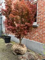 Acer palmatum, Jardin & Terrasse, Plantes | Arbres, Enlèvement