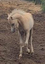 Prachtig palomino a welsh hengstveulen, Niet van toepassing, 0 tot 2 jaar, Hengst, A pony (tot 1.17m)