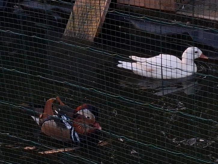 Roodschouder talig en mandarijneenden, Dieren en Toebehoren, Pluimvee