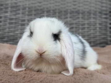 Super lieve en mooie jonge Franse Hangoor voedster beschikbaar voor biedingen