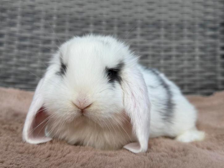 Super lieve en mooie jonge Franse Hangoor voedster, Dieren en Toebehoren, Konijnen, Groot, Vrouwelijk, 0 tot 2 jaar, Hangoor