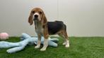 Beagle pups, Dieren en Toebehoren, Honden | Beagles, Bassets en Lopende honden, België, Beagle, 8 tot 15 weken, Meerdere