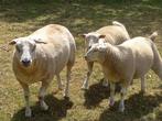 Schaap, bok, ooi, bette ram, Dieren en Toebehoren, Meerdere dieren, Schaap, 0 tot 2 jaar