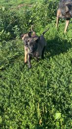 Chiot malinois male, Dieren en Toebehoren, Ophalen of Verzenden