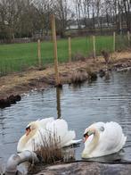 3 koppels tamme witte zwanen