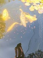 Koi vissen, Dieren en Toebehoren, Vissen | Vijvervissen
