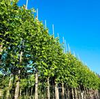 Tulipiers magnolias en formes et en tailles, Enlèvement ou Envoi