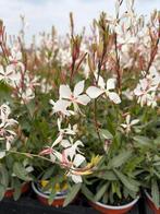 Gaura Whirling Butterflies, Ophalen, Zomer, Vaste plant