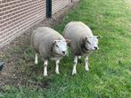 1 ram te koop, Dieren en Toebehoren, Schapen, Geiten en Varkens