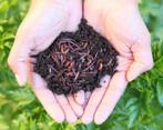 compostwormen, Tuin en Terras, Ophalen of Verzenden, Nieuw