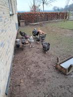 Mechelse koekoek 4hennen 1 haan, Femelle, Poule ou poulet