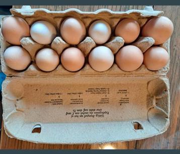 100% bio en verse eieren te koop 