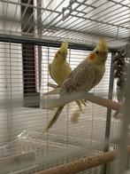 Vogels, Dieren en Toebehoren