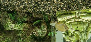 Zoetwatervissen, Dieren en Toebehoren, Vissen | Aquariumvissen