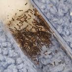 Plagiolepis sp 1q 100-200w | mieren ants mierenkolonie, Dieren en Toebehoren, Insecten en Spinnen, Mieren