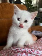 Chaton British Shorthair qui cherche une famille, Dieren en Toebehoren, Katten en Kittens | Raskatten | Korthaar, Kater, Gechipt