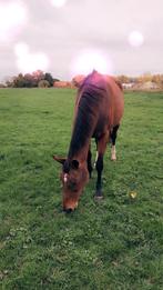 23 jarige recreatieve merrie, Merrie
