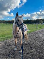 Knappe pony te koop, Dieren en Toebehoren, Paarden, Minder dan 160 cm, 7 tot 10 jaar, Recreatiepaard, Merrie