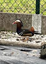 4 canards mandarins, Plusieurs animaux, Canard