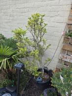 magnolia soulangeana, Ophalen, Lente, In pot