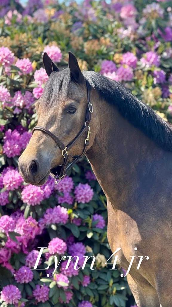 Welsh Cob 4 jr d pony, Dieren en Toebehoren, Pony's, Merrie, B, D pony (1.37m tot 1.48m), 3 tot 6 jaar, Met stamboom