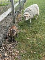 Ouessant ooi met ram lam, Dieren en Toebehoren, Schapen, Geiten en Varkens