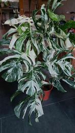 Monstera albo variegata (grande panachure, feuilles matures), Maison & Meubles, Enlèvement ou Envoi