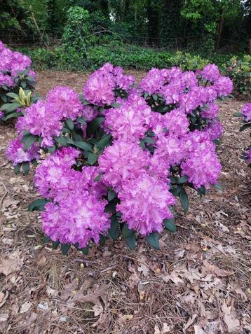 Rhododendron in variëteiten beschikbaar voor biedingen