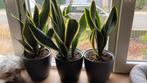 Sanseveria, Huis en Inrichting, Kamerplanten, Ophalen, In pot