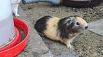 Cavia's te koop Vlaams Brabant, Dieren en Toebehoren, Knaagdieren, Meerdere dieren, Cavia, Tam