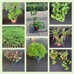 Planten, Tuin en Terras, Ophalen, Bodembedekkers