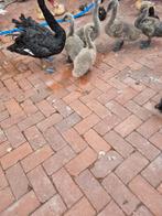 Zwarte zwaan vrouw broedrijp gezocht, Dieren en Toebehoren