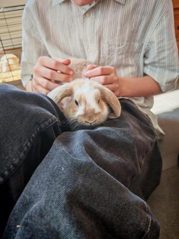 Nestje konijnen te geef, Dieren en Toebehoren, Mannelijk, Middelgroot, Hangoor, 0 tot 2 jaar