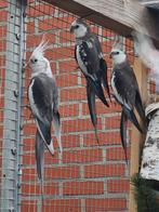 Witmasker valkparkieten, Plusieurs animaux, Perruche, Bagué